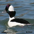 Bufflehead range map