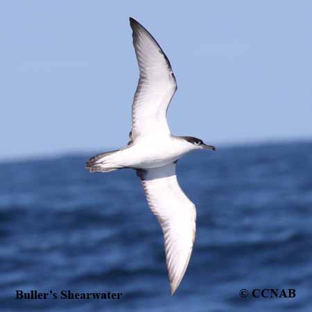 Buller's Shearwater