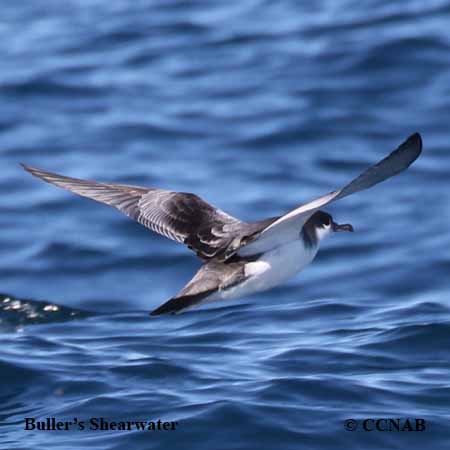 Buller's Shearwater