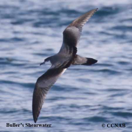 Buller's Shearwater