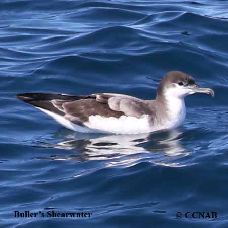 Buller's Shearwater