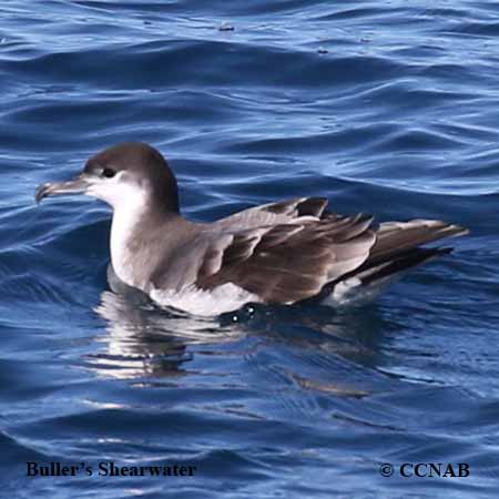 Birds of North America