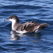 Buller's Shearwater range map