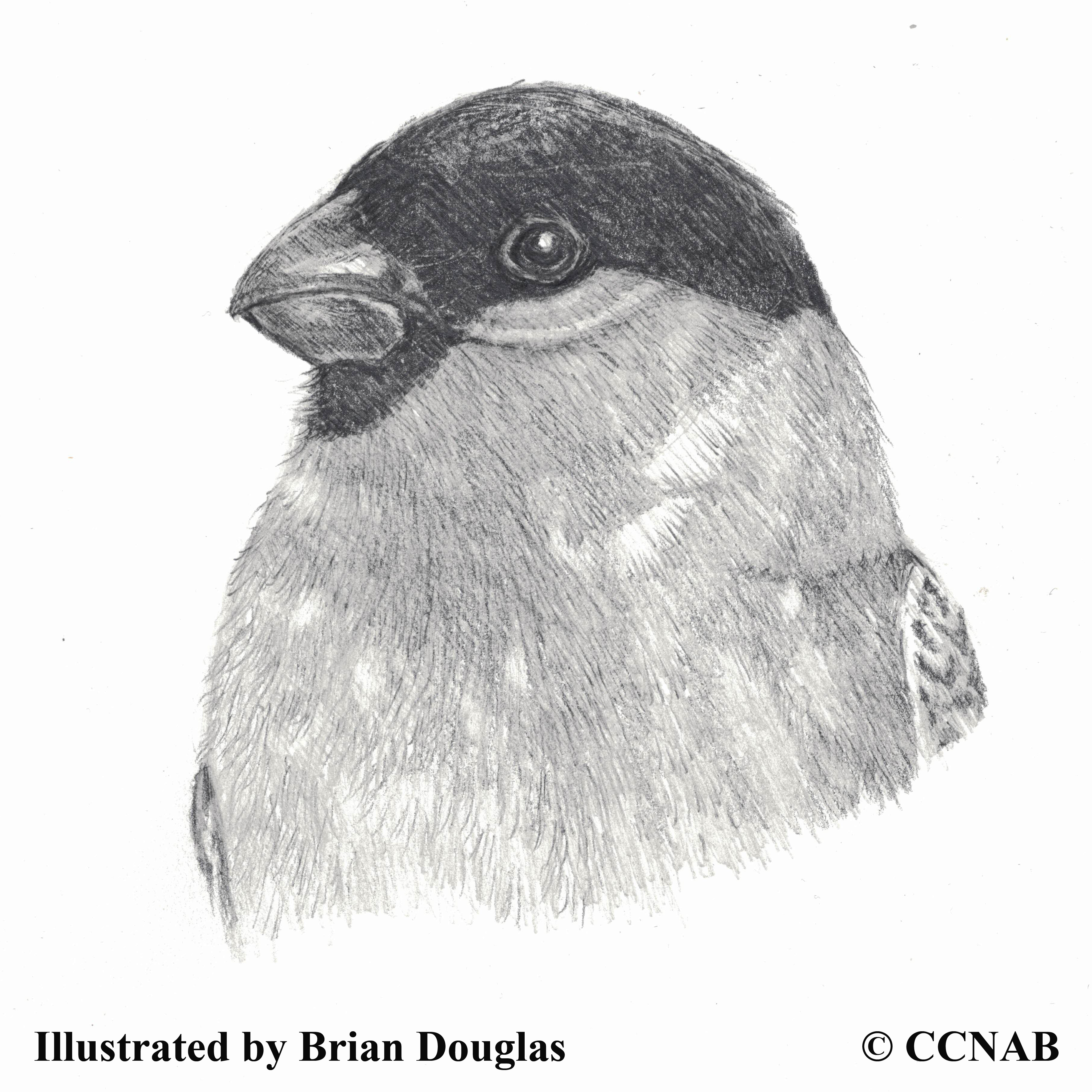 Bullfinches