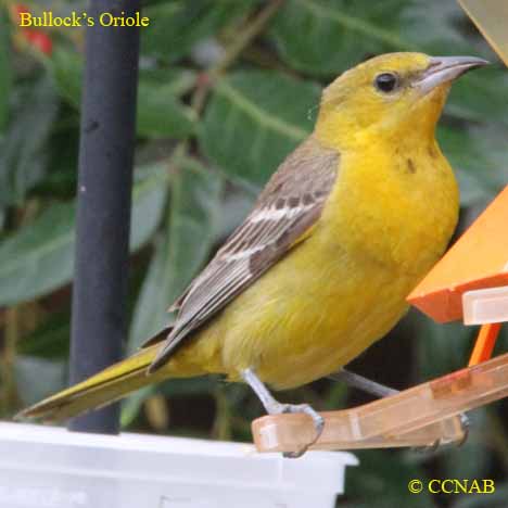 Bullock's Oriole