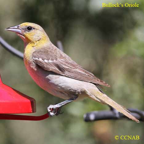 Bullock's Oriole