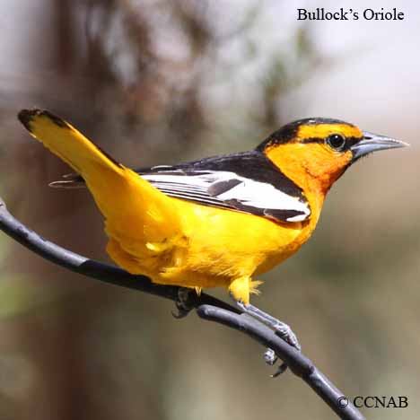 Bullock's Oriole