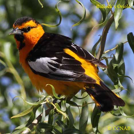 Bullock's Oriole