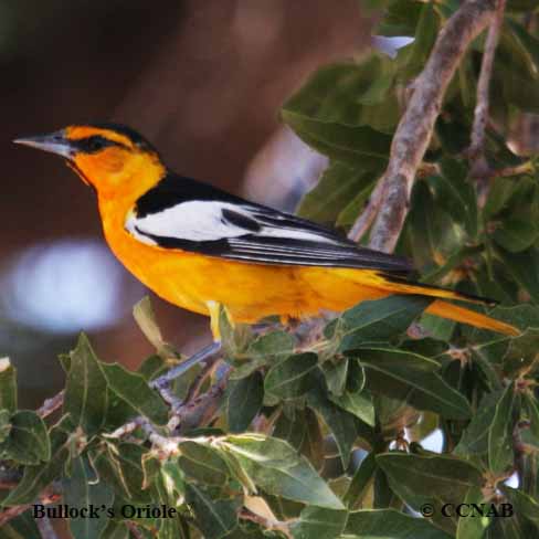 Birds of North America