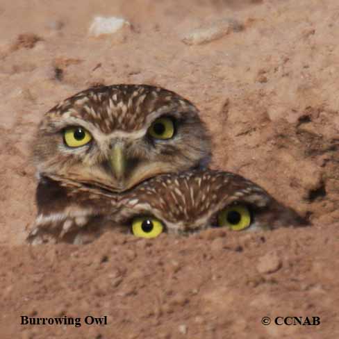 Burrowing Owl