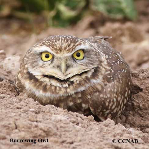 Birds of North America