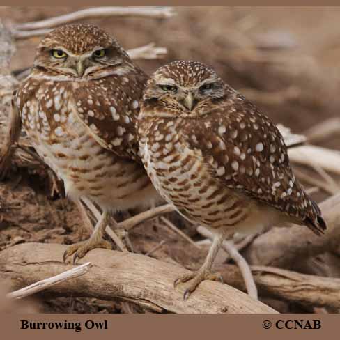 Burrowing Owl