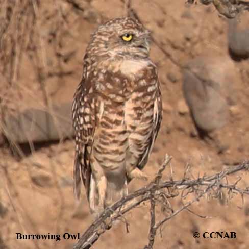 Burrowing Owl