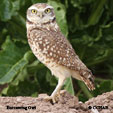 Burrowing Owl