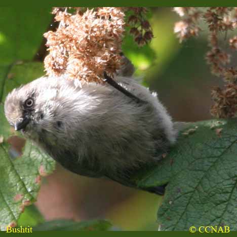 Bushtit