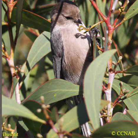 Bushtit