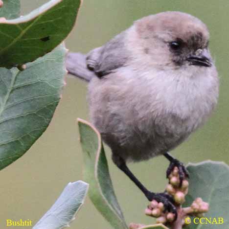 Bushtit