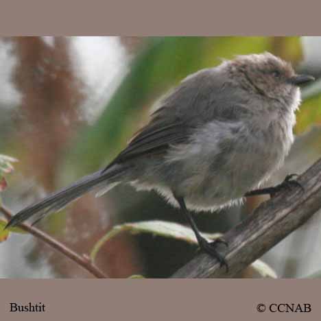 Bushtit