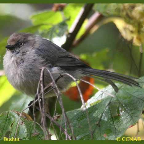 Birds of North America