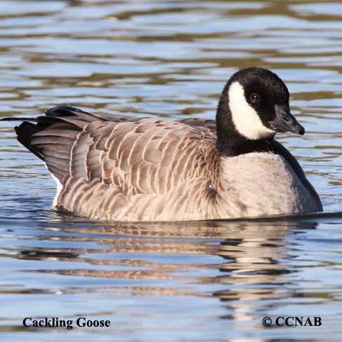 Cackling Goose