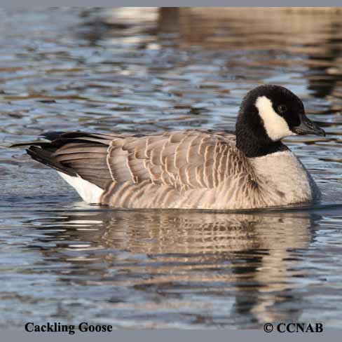 Cackling Goose