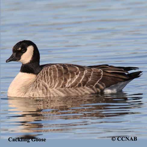 Cackling Goose