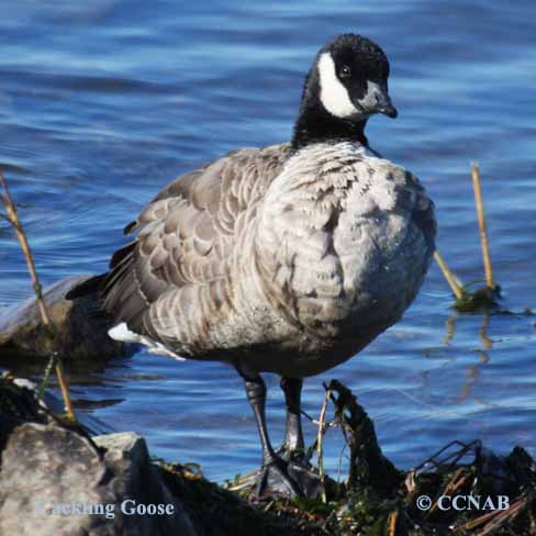 Cackling Goose