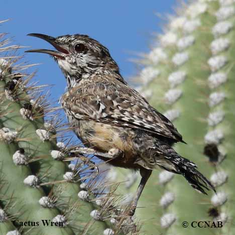 Birds of North America