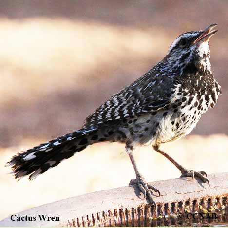 Cactus Wren