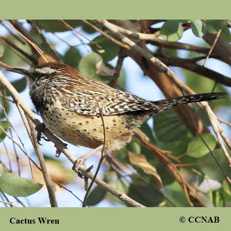 Cactus Wren