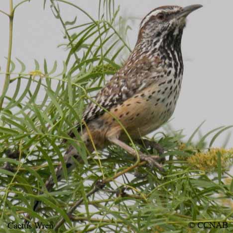 Cactus Wren