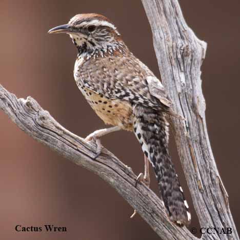 Cactus Wren