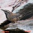 Cactus Wren