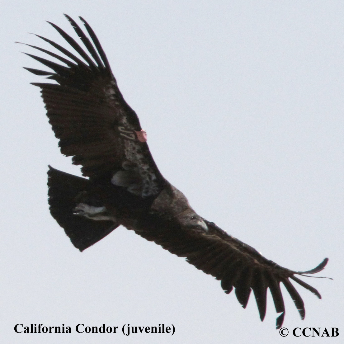 California Condor