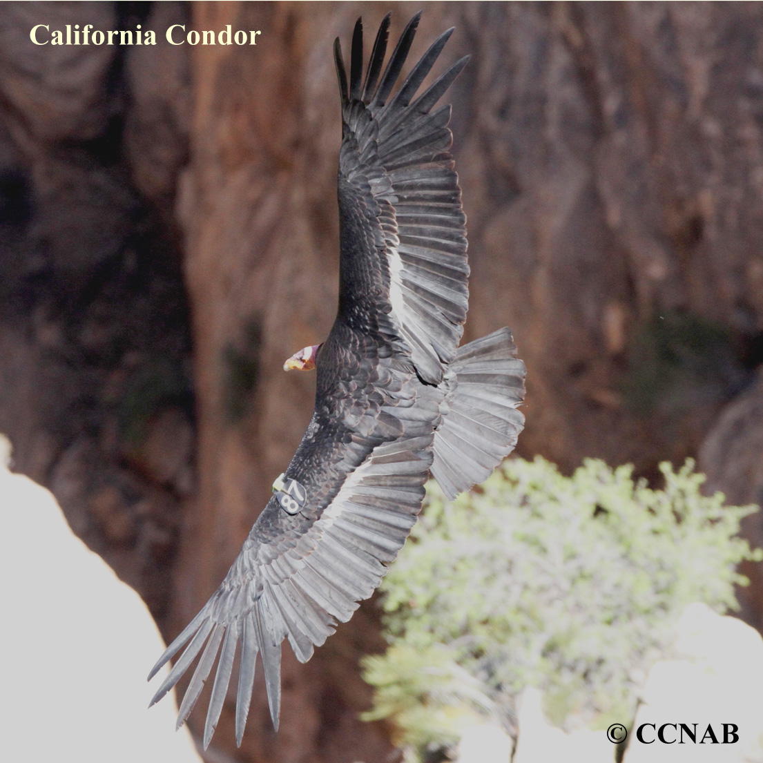 California Condor