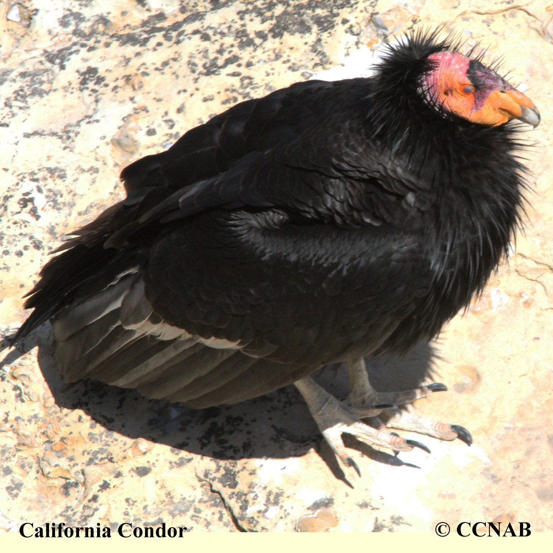 California Condor