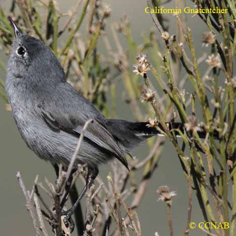 California Gnatcatcher