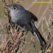 California Gnatcatcher range map