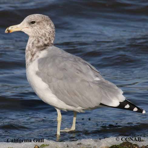 California Gull