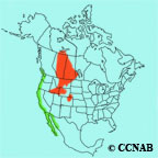 California Gull range map