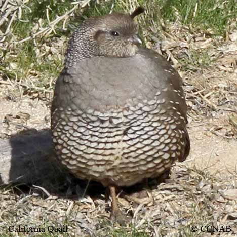 California Quail