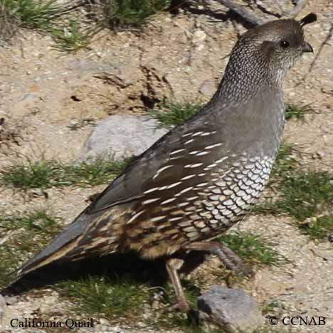 California Quail