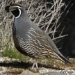 California Quail