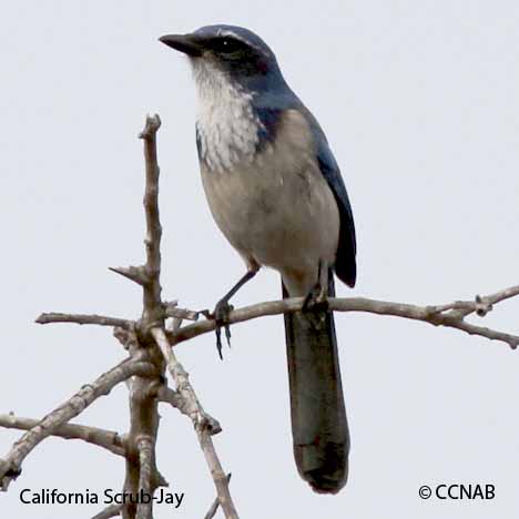 California Scrub-Jay