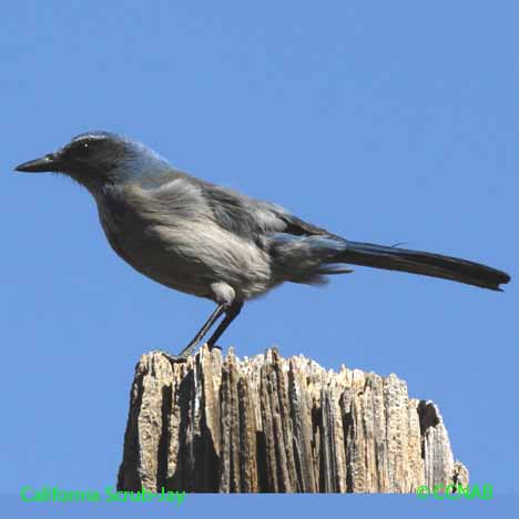 Birds of North America