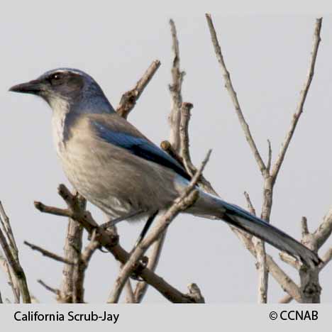 California Scrub-Jay