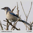 California Scrub-Jay range map