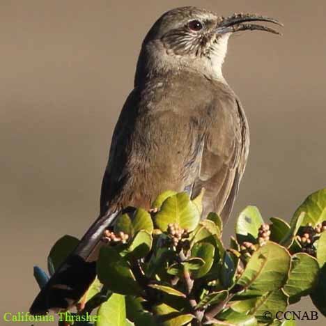 California Thrasher