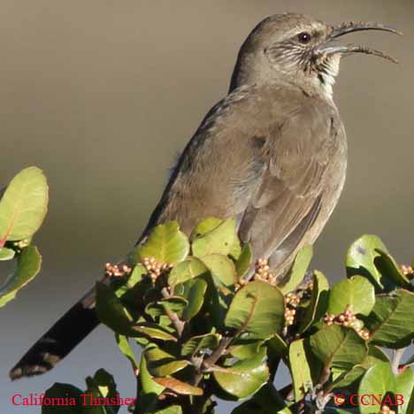 California Thrasher