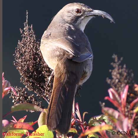 California Thrasher